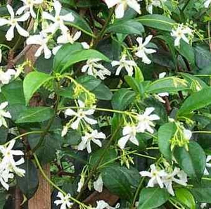 Confederate Jasmine, Star Jasmine, Trader's Compass, Trachelospermum jasminoides